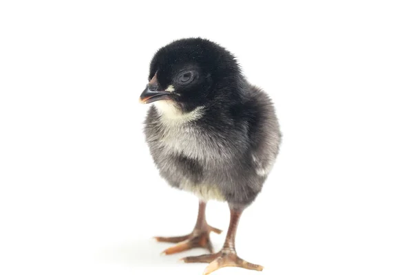 Newborn Black Chick Ayam Kampung Chicken Breed Reported Indonesia Free — Stock Photo, Image