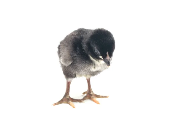 Newborn Black Chick Ayam Kampung Chicken Breed Reported Indonesia Free — Stock Photo, Image