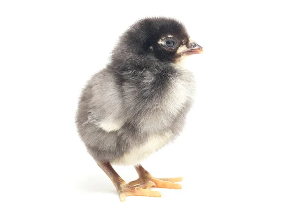 Chick Ayam Kampung Negro Recién Nacido Raza Pollo Reportada Desde —  Fotos de Stock