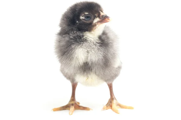 Chick Ayam Kampung Negro Recién Nacido Raza Pollo Reportada Desde — Foto de Stock