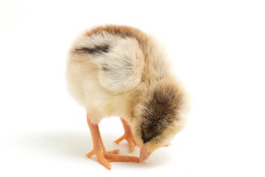 Yeni doğan Ayam Kampung, Endonezya 'dan bildirilen tavuk cinsidir. İsim basitçe 'serbest tavuk' ya da 'köy tavuğu' Gallus domesticus anlamına geliyor. beyaz arkaplanda izole