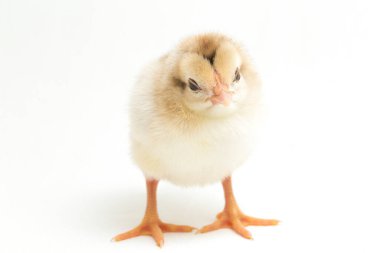 Yeni doğan Ayam Kampung, Endonezya 'dan bildirilen tavuk cinsidir. İsim basitçe 'serbest tavuk' ya da 'köy tavuğu' Gallus domesticus anlamına geliyor. beyaz arkaplanda izole