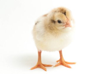 Yeni doğan Ayam Kampung, Endonezya 'dan bildirilen tavuk cinsidir. İsim basitçe 'serbest tavuk' ya da 'köy tavuğu' Gallus domesticus anlamına geliyor. beyaz arkaplanda izole