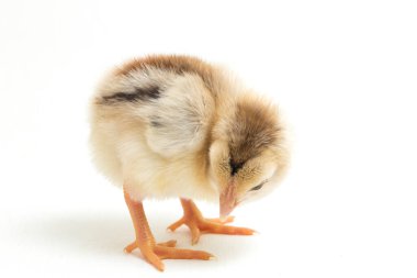 Yeni doğan Ayam Kampung, Endonezya 'dan bildirilen tavuk cinsidir. İsim basitçe 'serbest tavuk' ya da 'köy tavuğu' Gallus domesticus anlamına geliyor. beyaz arkaplanda izole