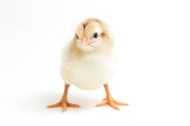 Yeni doğan Ayam Kampung, Endonezya 'dan bildirilen tavuk cinsidir. İsim basitçe 'serbest tavuk' ya da 'köy tavuğu' Gallus domesticus anlamına geliyor. beyaz arkaplanda izole