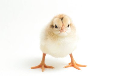 Yeni doğan Ayam Kampung, Endonezya 'dan bildirilen tavuk cinsidir. İsim basitçe 'serbest tavuk' ya da 'köy tavuğu' Gallus domesticus anlamına geliyor. beyaz arkaplanda izole