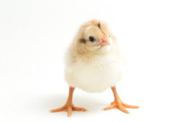 Yeni doğan Ayam Kampung, Endonezya 'dan bildirilen tavuk cinsidir. İsim basitçe 'serbest tavuk' ya da 'köy tavuğu' Gallus domesticus anlamına geliyor. beyaz arkaplanda izole