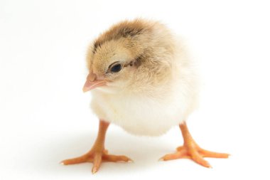 Yeni doğan Ayam Kampung, Endonezya 'dan bildirilen tavuk cinsidir. İsim basitçe 'serbest tavuk' ya da 'köy tavuğu' Gallus domesticus anlamına geliyor. beyaz arkaplanda izole