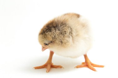 Yeni doğan Ayam Kampung, Endonezya 'dan bildirilen tavuk cinsidir. İsim basitçe 'serbest tavuk' ya da 'köy tavuğu' Gallus domesticus anlamına geliyor. beyaz arkaplanda izole