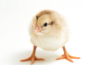 Yeni doğan Ayam Kampung, Endonezya 'dan bildirilen tavuk cinsidir. İsim basitçe 'serbest tavuk' ya da 'köy tavuğu' Gallus domesticus anlamına geliyor. beyaz arkaplanda izole