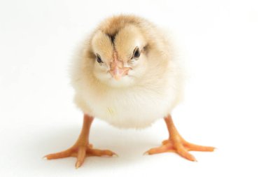 Yeni doğan Ayam Kampung, Endonezya 'dan bildirilen tavuk cinsidir. İsim basitçe 'serbest tavuk' ya da 'köy tavuğu' Gallus domesticus anlamına geliyor. beyaz arkaplanda izole