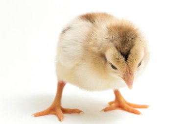 Yeni doğan Ayam Kampung, Endonezya 'dan bildirilen tavuk cinsidir. İsim basitçe 'serbest tavuk' ya da 'köy tavuğu' Gallus domesticus anlamına geliyor. beyaz arkaplanda izole