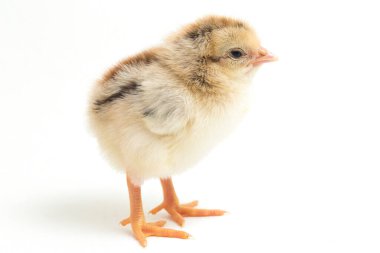 Yeni doğan Ayam Kampung, Endonezya 'dan bildirilen tavuk cinsidir. İsim basitçe 'serbest tavuk' ya da 'köy tavuğu' Gallus domesticus anlamına geliyor. beyaz arkaplanda izole