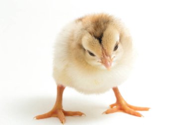 Yeni doğan Ayam Kampung, Endonezya 'dan bildirilen tavuk cinsidir. İsim basitçe 'serbest tavuk' ya da 'köy tavuğu' Gallus domesticus anlamına geliyor. beyaz arkaplanda izole