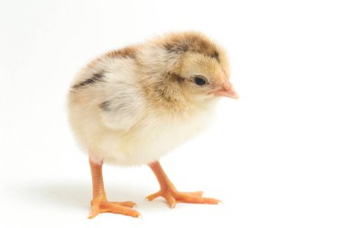 Yeni doğan Ayam Kampung, Endonezya 'dan bildirilen tavuk cinsidir. İsim basitçe 'serbest tavuk' ya da 'köy tavuğu' Gallus domesticus anlamına geliyor. beyaz arkaplanda izole