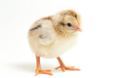 Yeni doğan Ayam Kampung, Endonezya 'dan bildirilen tavuk cinsidir. İsim basitçe 'serbest tavuk' ya da 'köy tavuğu' Gallus domesticus anlamına geliyor. beyaz arkaplanda izole