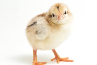 Yeni doğan Ayam Kampung, Endonezya 'dan bildirilen tavuk cinsidir. İsim basitçe 'serbest tavuk' ya da 'köy tavuğu' Gallus domesticus anlamına geliyor. beyaz arkaplanda izole