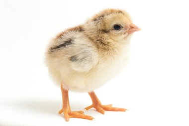 Yeni doğan Ayam Kampung, Endonezya 'dan bildirilen tavuk cinsidir. İsim basitçe 'serbest tavuk' ya da 'köy tavuğu' Gallus domesticus anlamına geliyor. beyaz arkaplanda izole