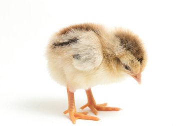 Yeni doğan Ayam Kampung, Endonezya 'dan bildirilen tavuk cinsidir. İsim basitçe 'serbest tavuk' ya da 'köy tavuğu' Gallus domesticus anlamına geliyor. beyaz arkaplanda izole