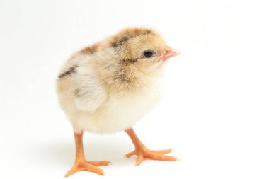 Yeni doğan Ayam Kampung, Endonezya 'dan bildirilen tavuk cinsidir. İsim basitçe 'serbest tavuk' ya da 'köy tavuğu' Gallus domesticus anlamına geliyor. beyaz arkaplanda izole