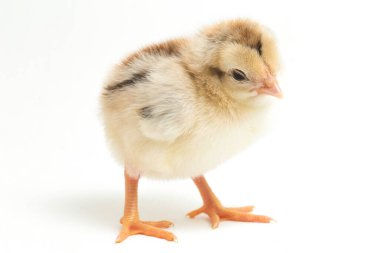 Yeni doğan Ayam Kampung, Endonezya 'dan bildirilen tavuk cinsidir. İsim basitçe 'serbest tavuk' ya da 'köy tavuğu' Gallus domesticus anlamına geliyor. beyaz arkaplanda izole