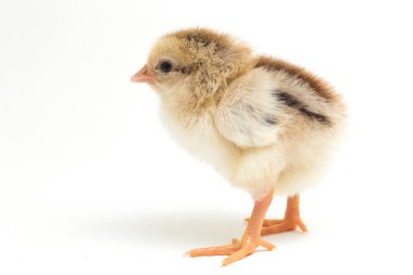 Yeni doğan Ayam Kampung, Endonezya 'dan bildirilen tavuk cinsidir. İsim basitçe 'serbest tavuk' ya da 'köy tavuğu' Gallus domesticus anlamına geliyor. beyaz arkaplanda izole