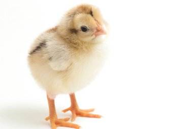 Yeni doğan Ayam Kampung, Endonezya 'dan bildirilen tavuk cinsidir. İsim basitçe 'serbest tavuk' ya da 'köy tavuğu' Gallus domesticus anlamına geliyor. beyaz arkaplanda izole