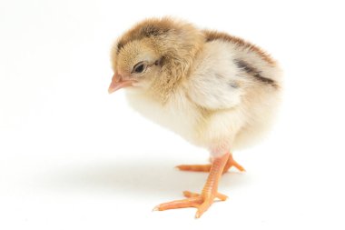 Yeni doğan Ayam Kampung, Endonezya 'dan bildirilen tavuk cinsidir. İsim basitçe 'serbest tavuk' ya da 'köy tavuğu' Gallus domesticus anlamına geliyor. beyaz arkaplanda izole