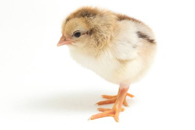 Yeni doğan Ayam Kampung, Endonezya 'dan bildirilen tavuk cinsidir. İsim basitçe 'serbest tavuk' ya da 'köy tavuğu' Gallus domesticus anlamına geliyor. beyaz arkaplanda izole