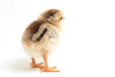 Yeni doğan Ayam Kampung, Endonezya 'dan bildirilen tavuk cinsidir. İsim basitçe 'serbest tavuk' ya da 'köy tavuğu' Gallus domesticus anlamına geliyor. beyaz arkaplanda izole