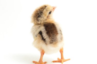 Yeni doğan Ayam Kampung, Endonezya 'dan bildirilen tavuk cinsidir. İsim basitçe 'serbest tavuk' ya da 'köy tavuğu' Gallus domesticus anlamına geliyor. beyaz arkaplanda izole