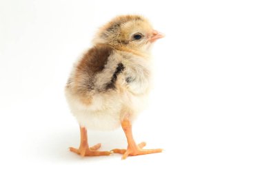 Yeni doğan Ayam Kampung, Endonezya 'dan bildirilen tavuk cinsidir. İsim basitçe 'serbest tavuk' ya da 'köy tavuğu' Gallus domesticus anlamına geliyor. beyaz arkaplanda izole