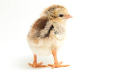 Yeni doğan Ayam Kampung, Endonezya 'dan bildirilen tavuk cinsidir. İsim basitçe 'serbest tavuk' ya da 'köy tavuğu' Gallus domesticus anlamına geliyor. beyaz arkaplanda izole