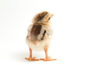 Yeni doğan Ayam Kampung, Endonezya 'dan bildirilen tavuk cinsidir. İsim basitçe 'serbest tavuk' ya da 'köy tavuğu' Gallus domesticus anlamına geliyor. beyaz arkaplanda izole