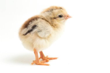 Yeni doğan Ayam Kampung, Endonezya 'dan bildirilen tavuk cinsidir. İsim basitçe 'serbest tavuk' ya da 'köy tavuğu' Gallus domesticus anlamına geliyor. beyaz arkaplanda izole