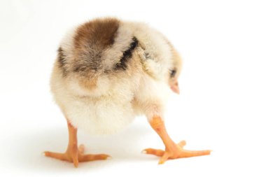 Yeni doğan Ayam Kampung, Endonezya 'dan bildirilen tavuk cinsidir. İsim basitçe 'serbest tavuk' ya da 'köy tavuğu' Gallus domesticus anlamına geliyor. beyaz arkaplanda izole