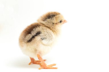 Yeni doğan Ayam Kampung, Endonezya 'dan bildirilen tavuk cinsidir. İsim basitçe 'serbest tavuk' ya da 'köy tavuğu' Gallus domesticus anlamına geliyor. beyaz arkaplanda izole