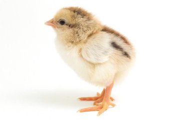 Yeni doğan Ayam Kampung, Endonezya 'dan bildirilen tavuk cinsidir. İsim basitçe 'serbest tavuk' ya da 'köy tavuğu' Gallus domesticus anlamına geliyor. beyaz arkaplanda izole