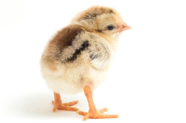 Yeni doğan Ayam Kampung, Endonezya 'dan bildirilen tavuk cinsidir. İsim basitçe 'serbest tavuk' ya da 'köy tavuğu' Gallus domesticus anlamına geliyor. beyaz arkaplanda izole