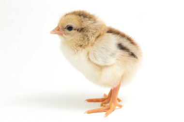 Yeni doğan Ayam Kampung, Endonezya 'dan bildirilen tavuk cinsidir. İsim basitçe 'serbest tavuk' ya da 'köy tavuğu' Gallus domesticus anlamına geliyor. beyaz arkaplanda izole