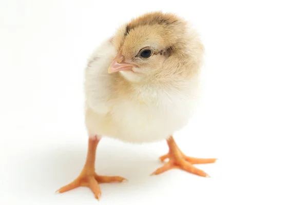 Chick Ayam Kampung Recién Nacido Raza Pollo Reportada Desde Indonesia — Foto de Stock