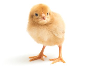 Yeni doğmuş kahverengi Chick Ayam Kampung, Endonezya 'dan bildirilen tavuk cinsidir. 'Serbest-çiftlik tavuğu' veya 'köy tavuğu' (Gallus domesticus). Siyah arkaplanda izole