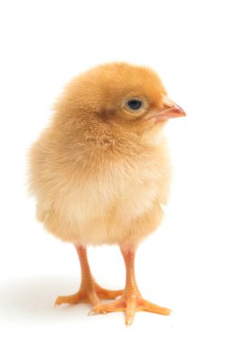 Yeni doğmuş kahverengi Chick Ayam Kampung, Endonezya 'dan bildirilen tavuk cinsidir. 'Serbest-çiftlik tavuğu' veya 'köy tavuğu' (Gallus domesticus). Siyah arkaplanda izole