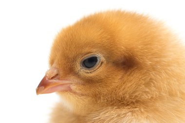 Yeni doğmuş kahverengi Chick Ayam Kampung, Endonezya 'dan bildirilen tavuk cinsidir. 'Serbest-çiftlik tavuğu' veya 'köy tavuğu' (Gallus domesticus). Siyah arkaplanda izole