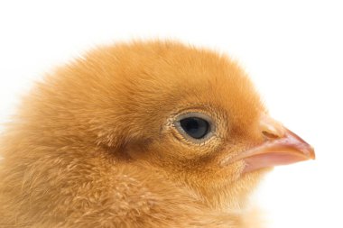 Yeni doğmuş kahverengi Chick Ayam Kampung, Endonezya 'dan bildirilen tavuk cinsidir. 'Serbest-çiftlik tavuğu' veya 'köy tavuğu' (Gallus domesticus). Siyah arkaplanda izole