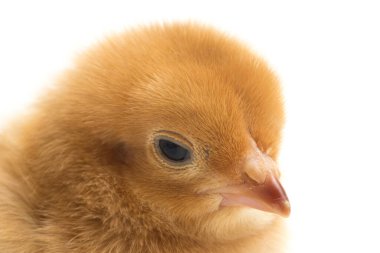 Yeni doğmuş kahverengi Chick Ayam Kampung, Endonezya 'dan bildirilen tavuk cinsidir. 'Serbest-çiftlik tavuğu' veya 'köy tavuğu' (Gallus domesticus). Siyah arkaplanda izole
