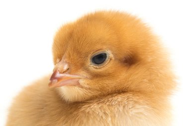 Yeni doğmuş kahverengi Chick Ayam Kampung, Endonezya 'dan bildirilen tavuk cinsidir. 'Serbest-çiftlik tavuğu' veya 'köy tavuğu' (Gallus domesticus). Siyah arkaplanda izole