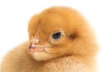 Yeni doğmuş kahverengi Chick Ayam Kampung, Endonezya 'dan bildirilen tavuk cinsidir. 'Serbest-çiftlik tavuğu' veya 'köy tavuğu' (Gallus domesticus). Siyah arkaplanda izole