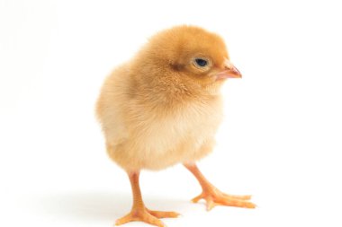 Yeni doğmuş kahverengi Chick Ayam Kampung, Endonezya 'dan bildirilen tavuk cinsidir. 'Serbest-çiftlik tavuğu' veya 'köy tavuğu' (Gallus domesticus). Siyah arkaplanda izole