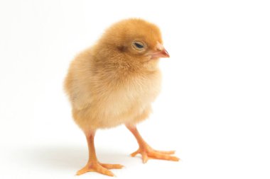 Yeni doğmuş kahverengi Chick Ayam Kampung, Endonezya 'dan bildirilen tavuk cinsidir. 'Serbest-çiftlik tavuğu' veya 'köy tavuğu' (Gallus domesticus). Siyah arkaplanda izole